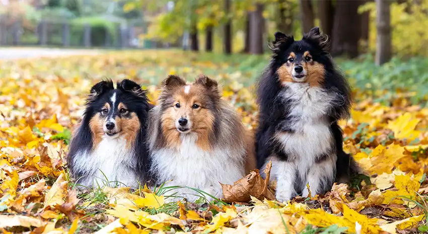 Rough Collie
