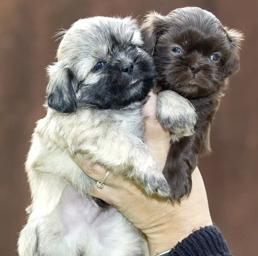 Shih Tzu Puppy