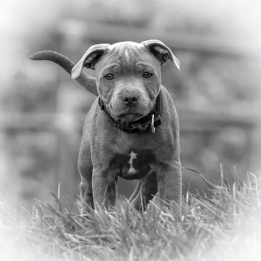 Staffy Puppy