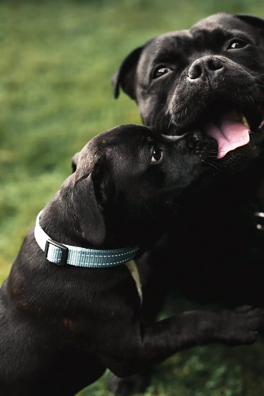 Two Staffordshire Bull Terriers