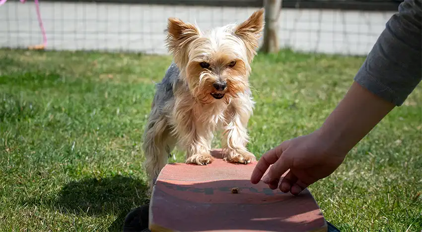 Dog Aggressive Guarding Bark Busters