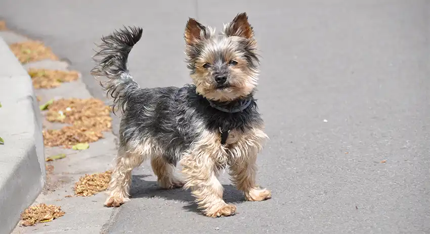 Yorkshire Terrier in Window