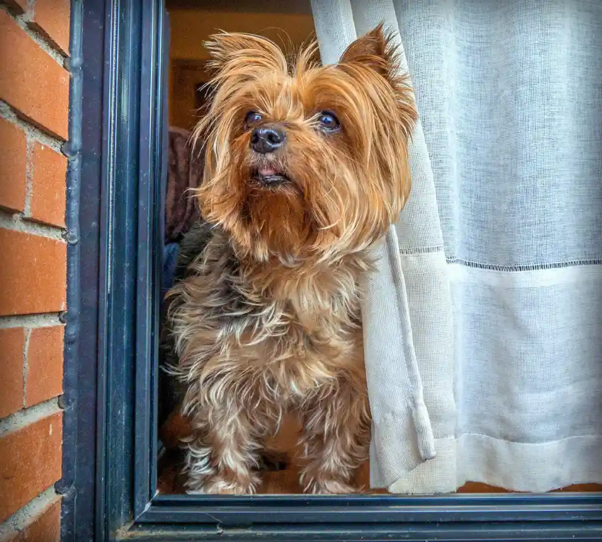 Dog Barking in Window