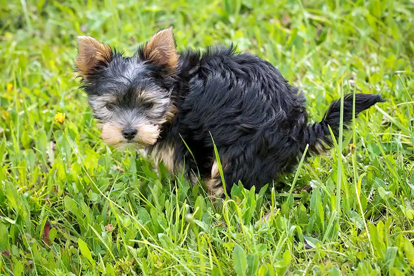 Puppy Toilet Training