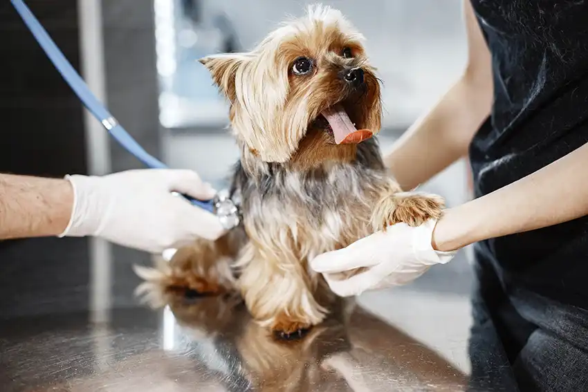 Dog vet check