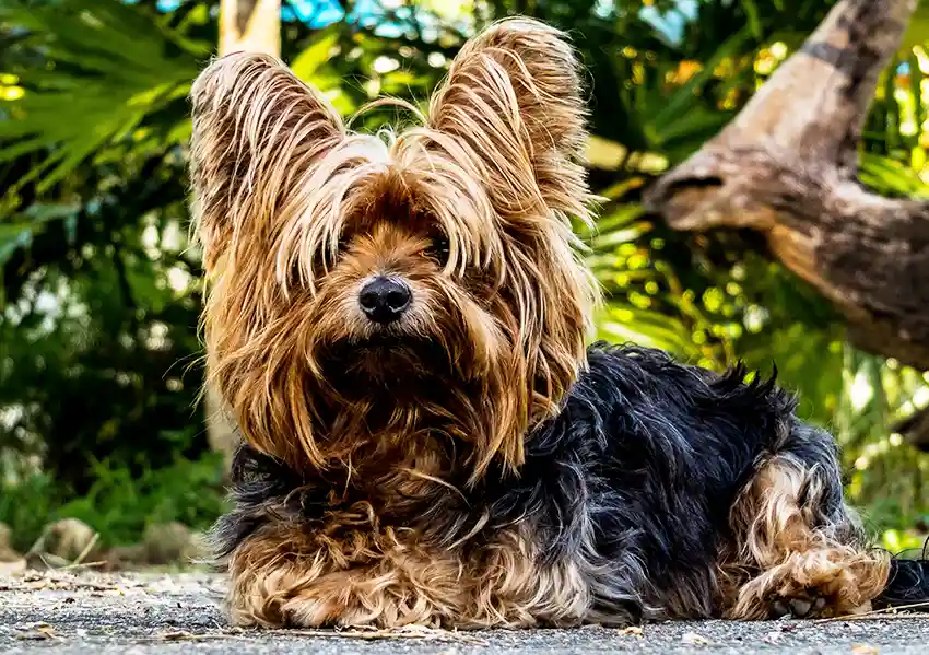 Yorkshire Terrier