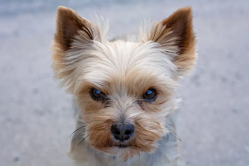 Yorkshire Terrier and Children