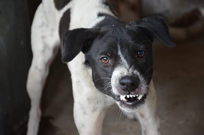 Bark Busters Dog Training Services