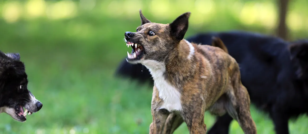 Aggressive Dog Training Coventry