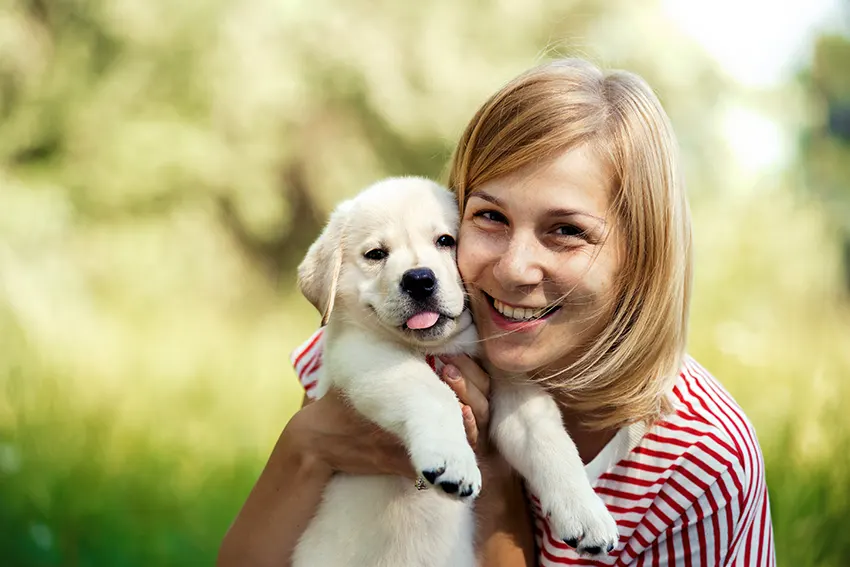 Puppy Training Shrewsbury West