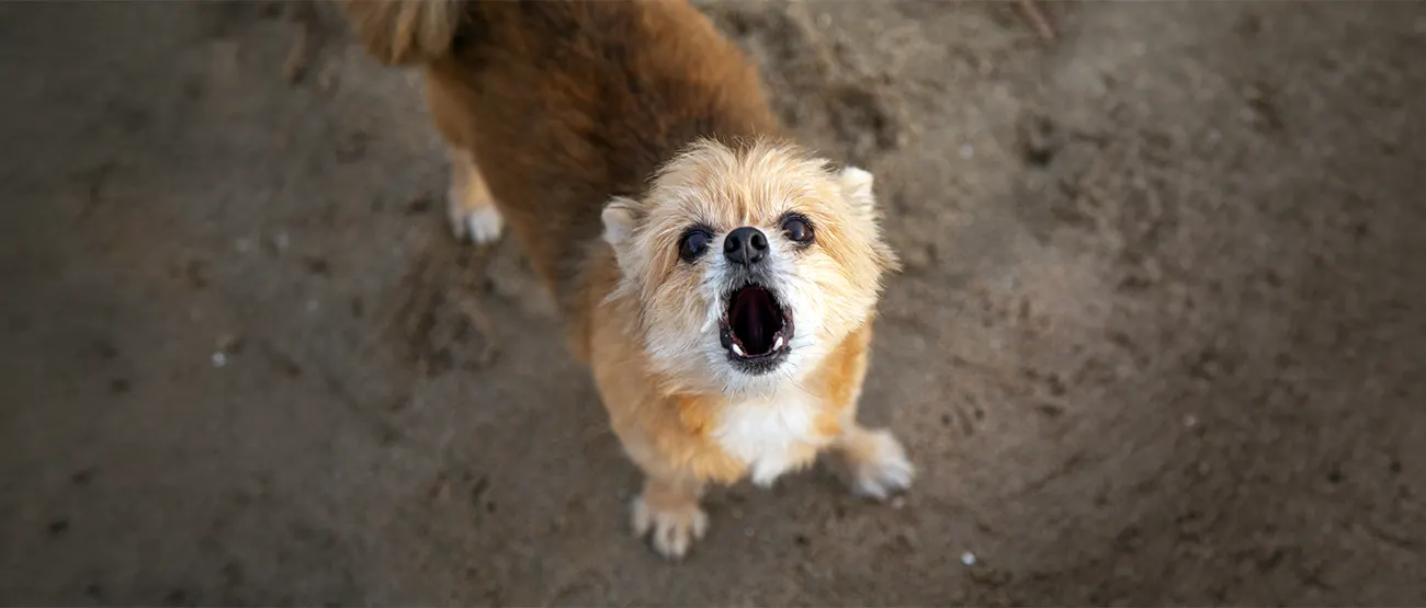 Excessive Barking Dog Training Coventry