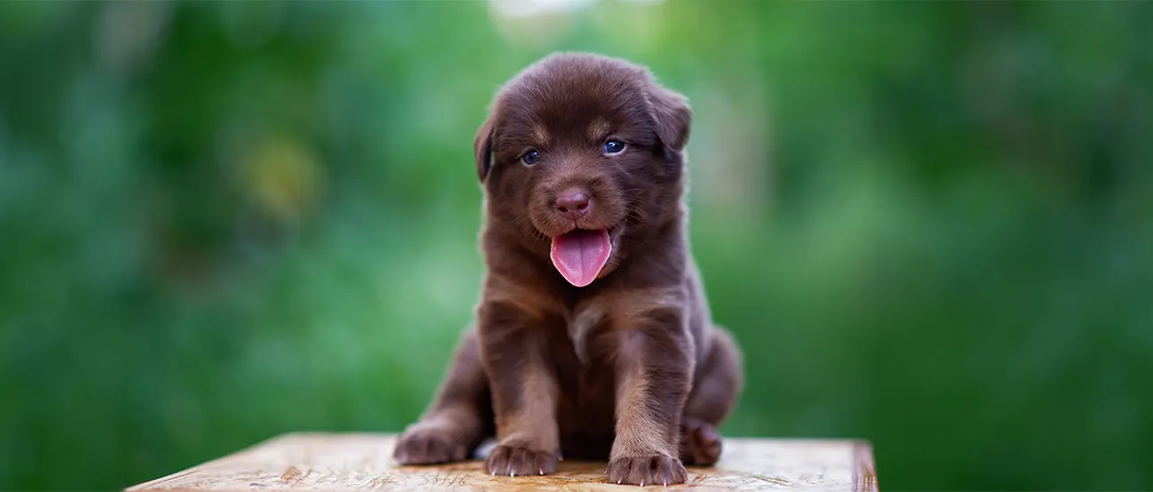 Home Puppy Training Coventry