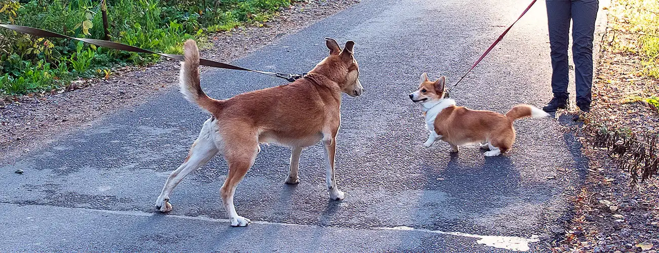 Reactive Dog Training Coventry