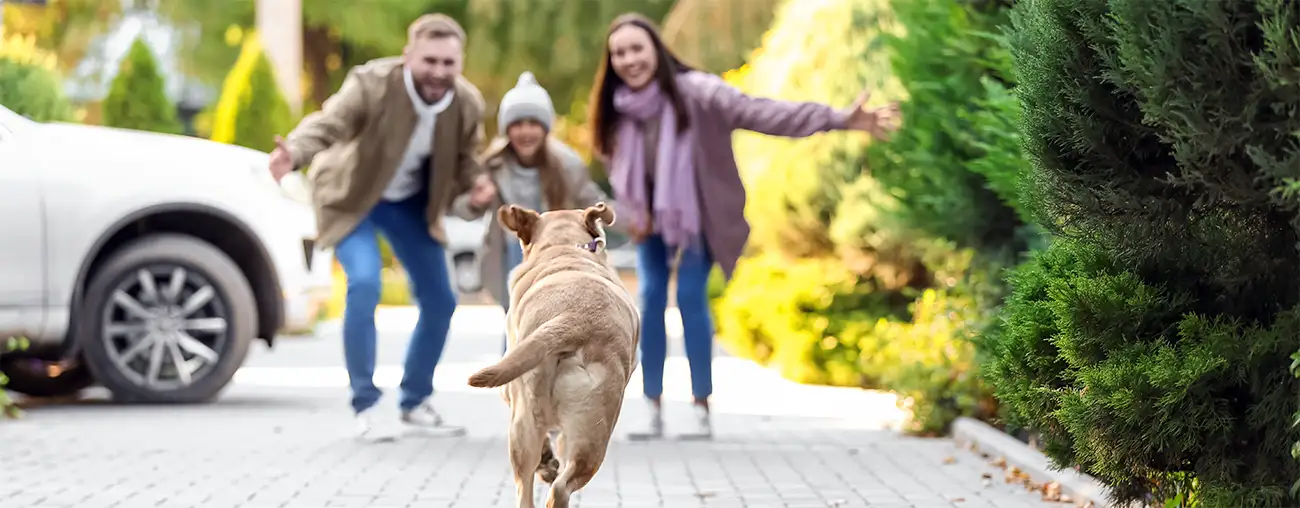Dog Recall Training in Coventry