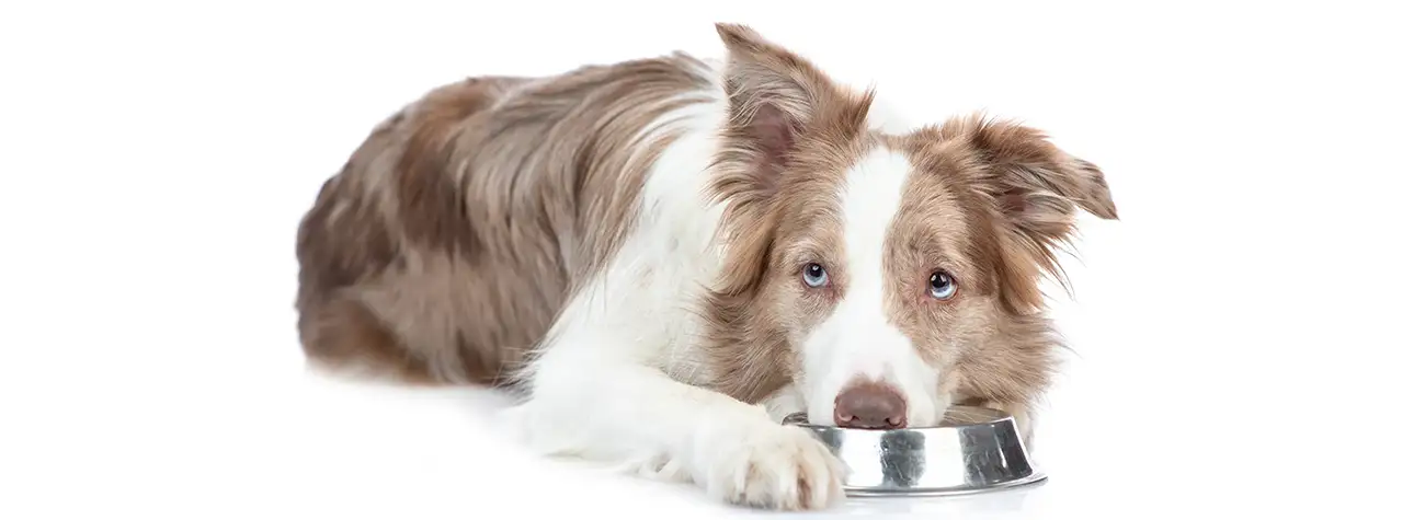 Resource Guarding Dog Training Coventry
