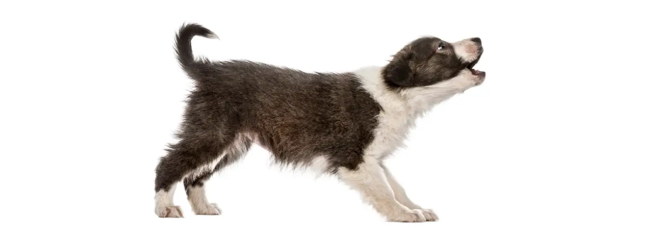 Excessive Barking Training Oxford