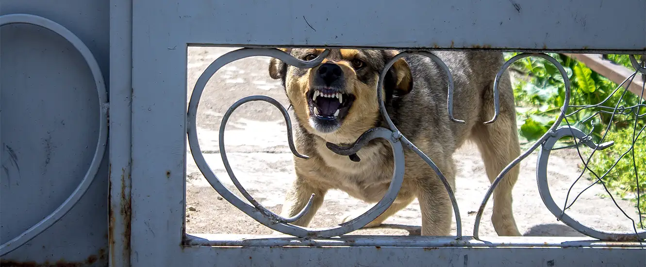 Dog Aggression Training in Oxford