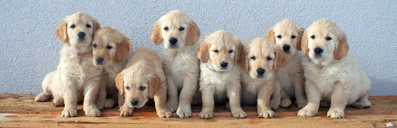 Home Puppy Training Oxford