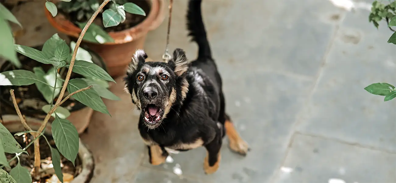 Reactive Dog Training in Oxford