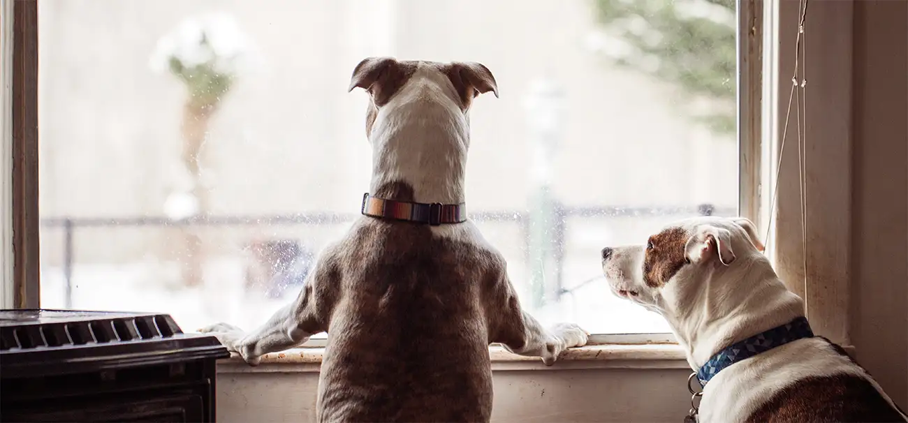 Reactive dog in window - Oxford