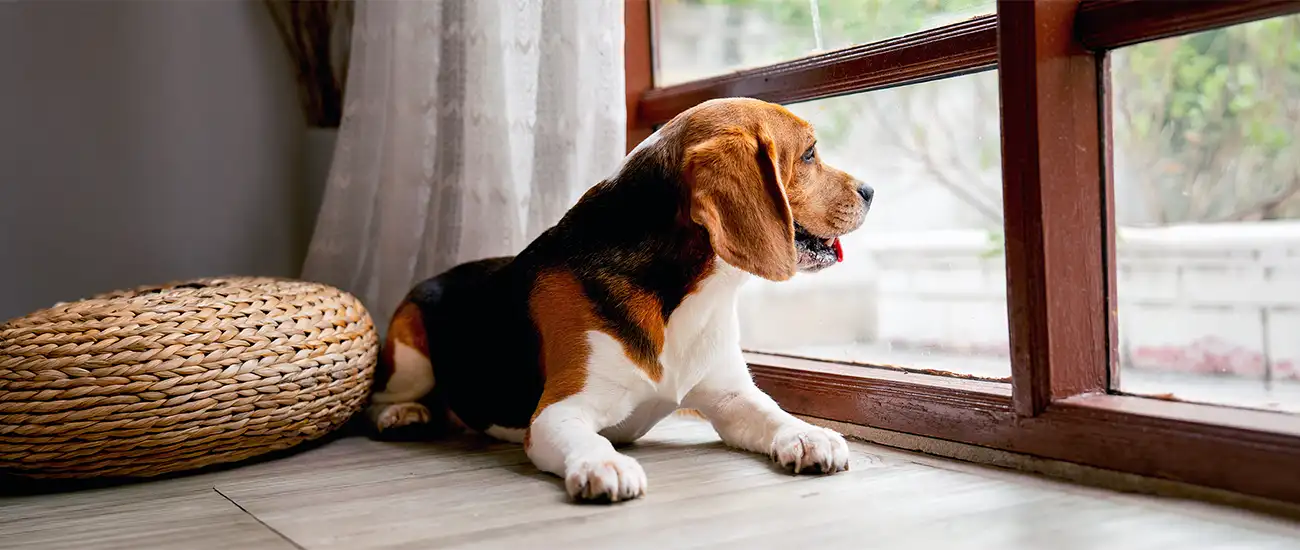 Separation Anxiety Training Plymouth