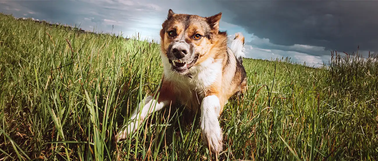 Bark Busters Dog Aggression Training Sheffield