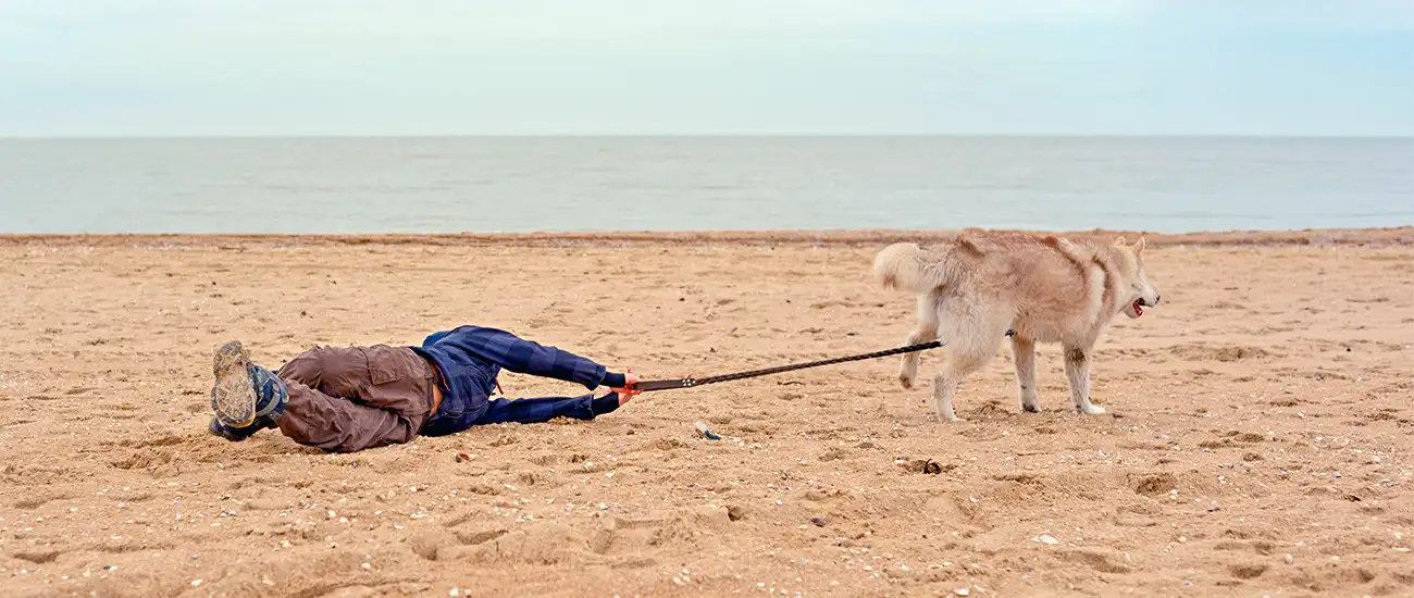 Dog Lead Pulling Training in Sheffield
