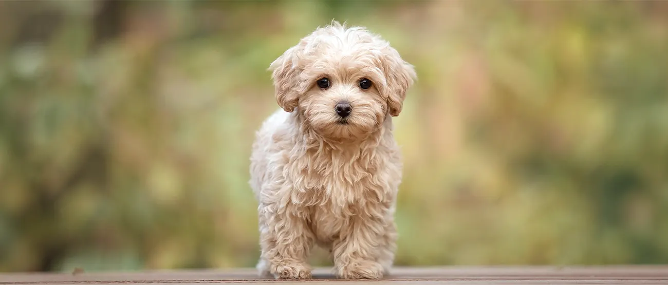 Home Puppy Training Sheffield