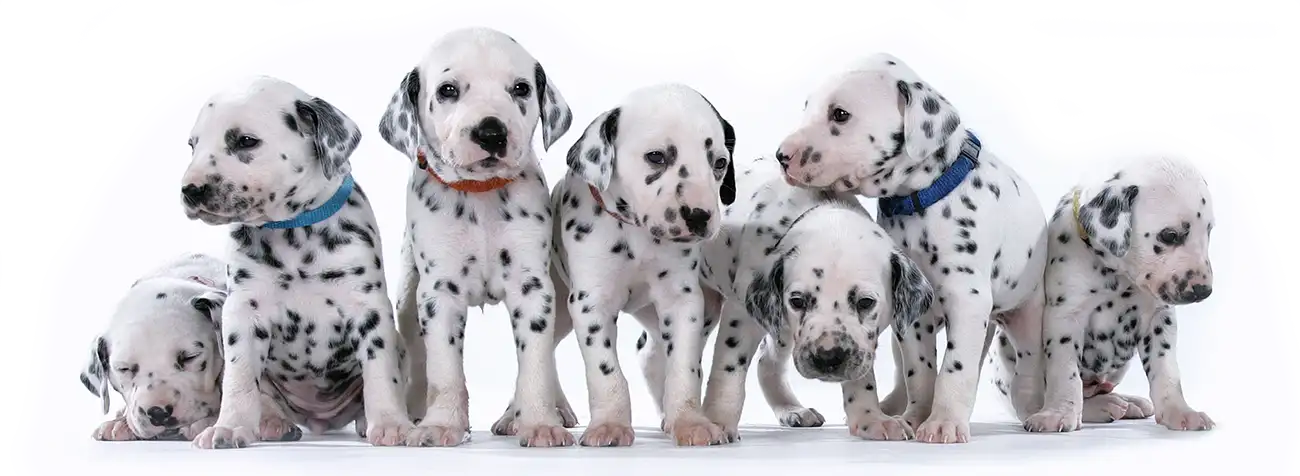 Home Puppy Training Solihull