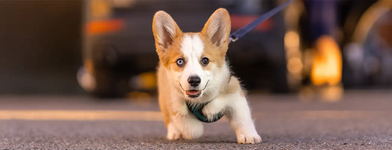 Lead Pulling Training Sutton Coldfield
