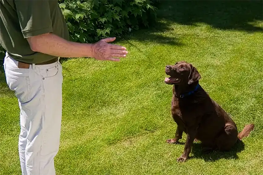Puppy Training Gloucester