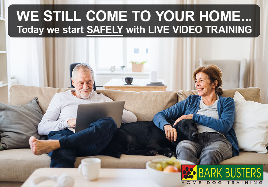 bark busters training pillow