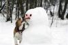 Don't let the winter chill take a bite out of your dog's health.