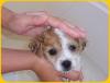 How Often Should You Bathe Your Dog?