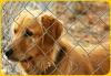 Why Adopt a Rescue Dog