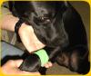 Helping Your Dog Recover From An Injury