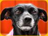 Understanding & Managing Senior or Older Dogs