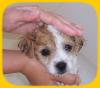 Tips to Prepare your Puppy for Handling