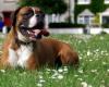 Does Your Dog Have Allergies?