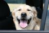 Summer Care and Safety Tips for Dogs