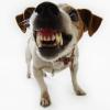 New Dog Laws. What irresponsible dog owners need to know!
