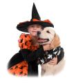 Halloween tips for dog owners