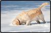 Winter Care for Your Dog