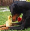 Valentine's Day with your Beloved Dog!
