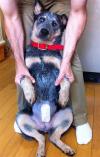 National Spay/Neuter Awareness Month - February 2016