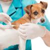 Compulsory Microchipping April 2016