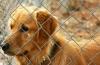 Adopt a dog - World Stray Day