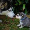 Introducing a new dog or puppy