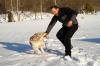 Dangerous Dog Breeds