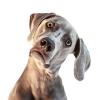 Don't Confuse Your Dog
